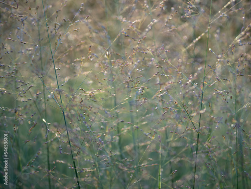 green grass in the sunlight © wlad074
