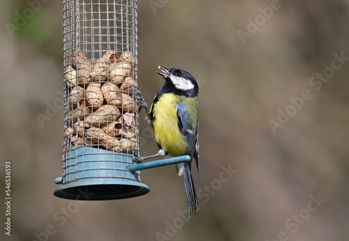 Cute and tiny wild eurasian great tit (Parus major) eating peanuts from a bird feeder. Small and common garden bird with beautiful yellow and blue colors. Attracting birds to garden.