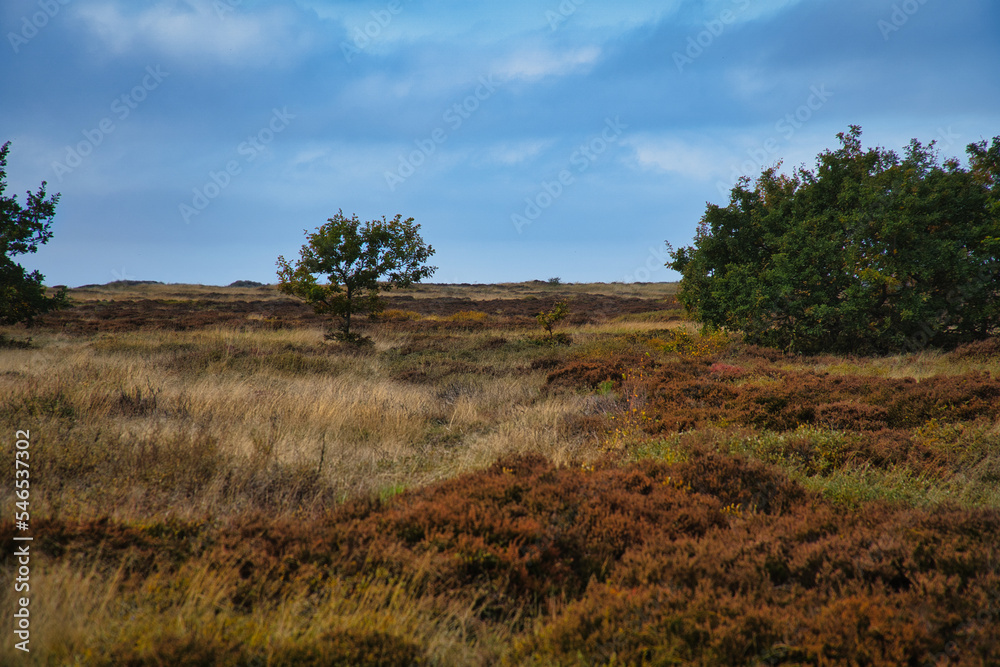 In front of landscape with grass and heather in Denmark, in front of the dunes In front of landscape with grass and heather in Denmark, in front of the dunes