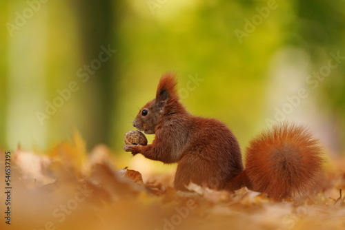Beautiful autumn scene with a cute european red squirrel. Sciurus vulgaris. Wildlife scene from forest. 