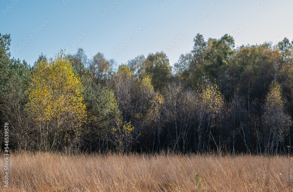 Wonderful autumn landscape. Trees, leaves and nature in autumn. Wonderful autumn landscape. Trees, leaves and nature in autumn.