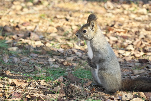 Chipmunk and Ezo squirrel in Hokkaido Eastern Park