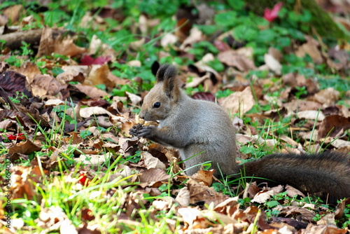 Chipmunk and Ezo squirrel in Hokkaido Eastern Park photo