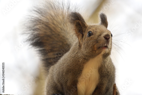 Fototapeta Naklejka Na Ścianę i Meble -  Chipmunk and Ezo squirrel in Hokkaido Eastern Park