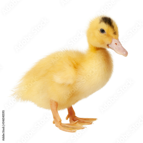 Little yellow newborn duckling on a white background.