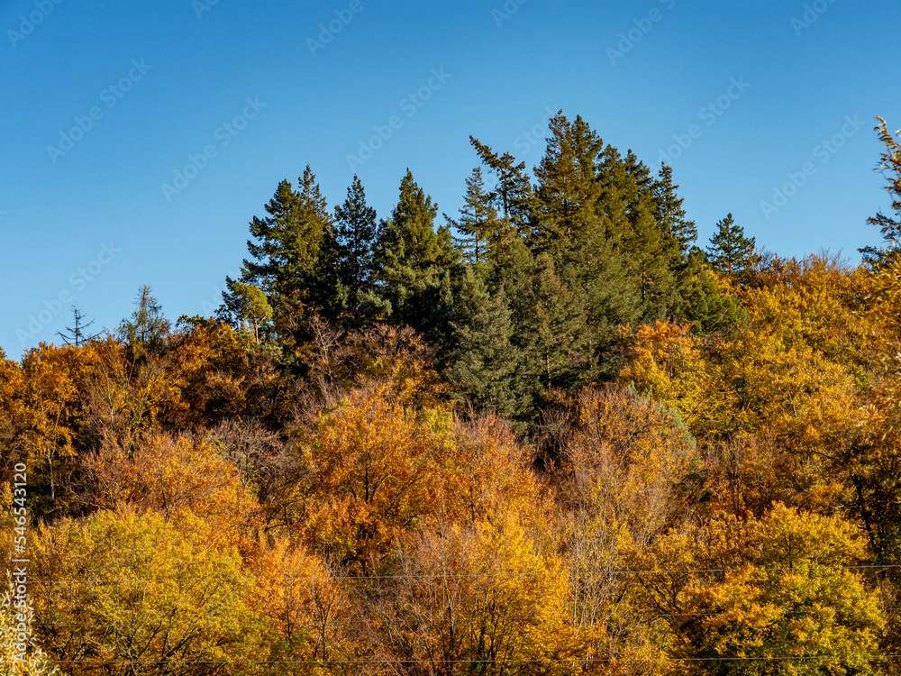 Herbstwald im November