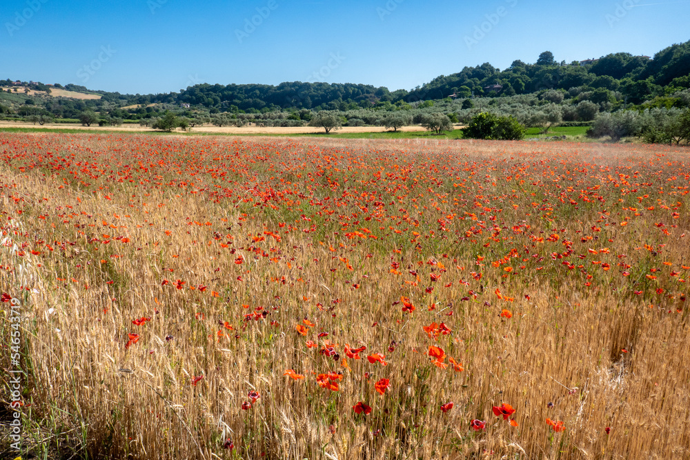 Italian landscape along via Francigena, between Bolsena and Montefiascone, Tuscany, June 2022