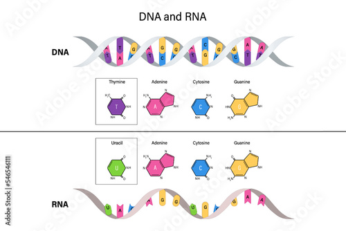 Structure of DNA and RNA. Deoxyribonucleic acid. Ribonucleic acid. Thymine, Adenine, Cytosine, Guanine and Uracil.