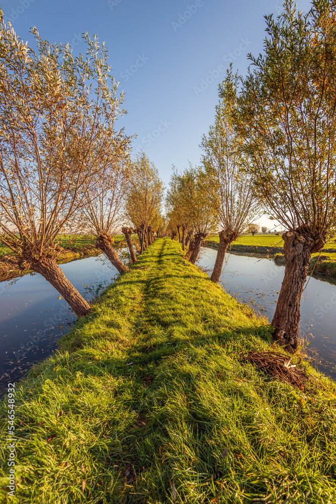 Path over an ancient narrow dyke between skew pollard willows and water in the peat meadow area of the Alblasserwaard polder near the South Holland village of Oud-Alblas, municipality of Molenlanden.