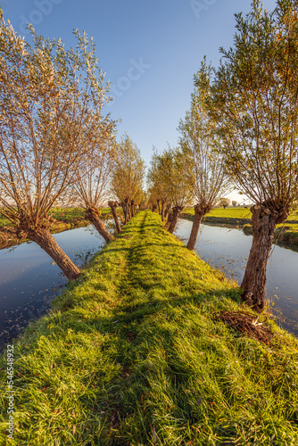 Obraz na płótnie Path over an ancient narrow dyke between skew pollard willows and water in the peat meadow area of the Alblasserwaard polder near the South Holland village of Oud-Alblas, municipality of Molenlanden. w salonie
