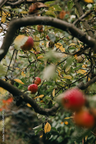 Nahaufnahme eines Apfelbaumes im Garten