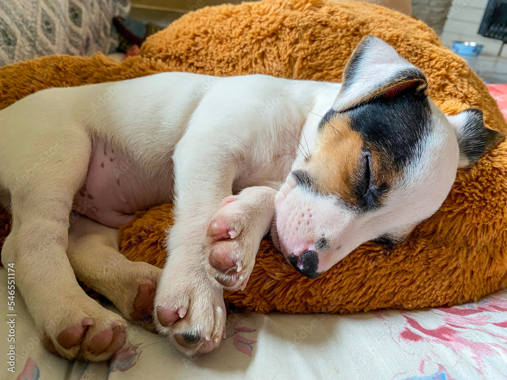 puppies sleeping on the couch puppies sleeping on the couch