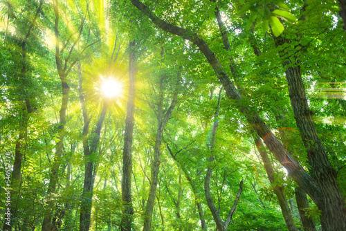 forest sunlight © Ray Park Stock Photo