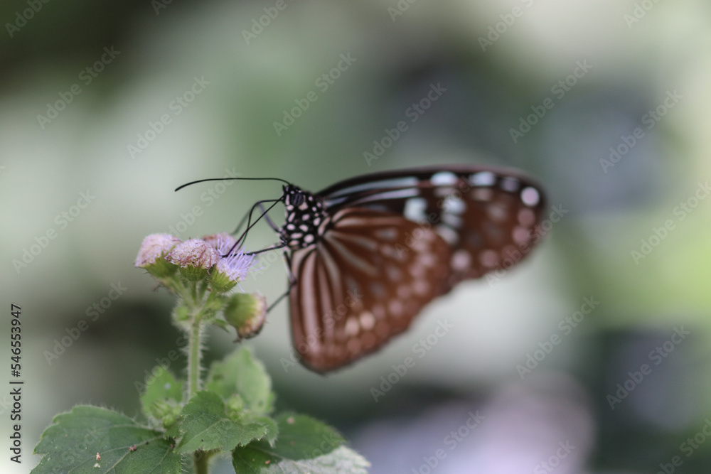 Obraz premium Insects in the Forest