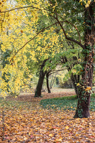 Beautiful autumn landscape with yellow trees. Colorful foliage in the park. Falling leaves natural background