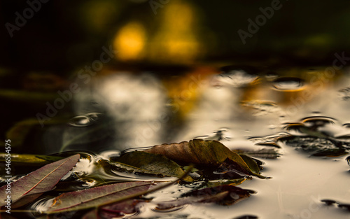 Autumn leaves half-submerged in the water. The sun shines and creates lens leaks, light bubbles and reflections. Fall and winter relaxing image with natural earthy colors.