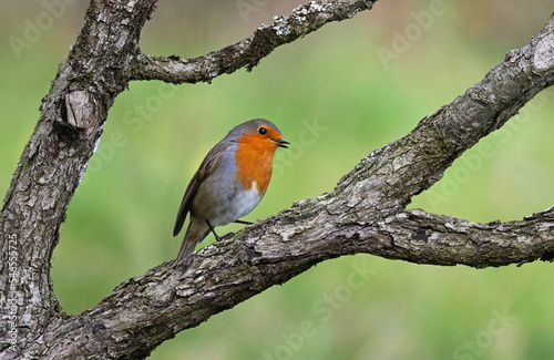 Cute wild robin (Erithacus rubecula) standing on a branch of a tree with a blurry green field background. Small and common garden bird with beautiful colors singing early in the day.