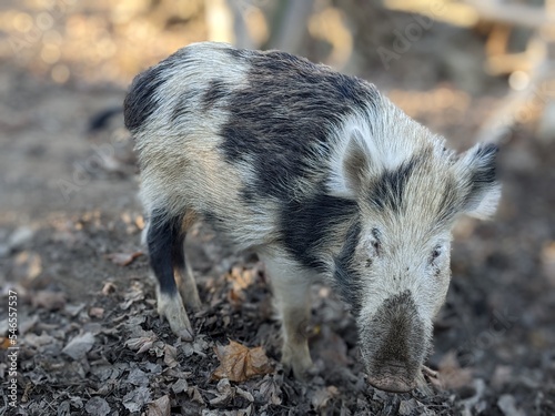 spotted boar