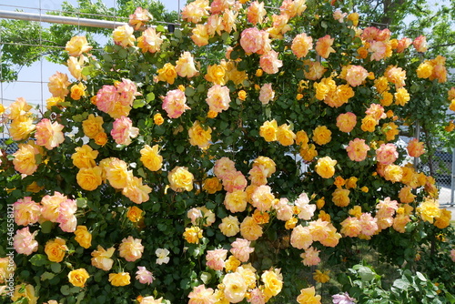 黄色と白とピンクの薔薇たち