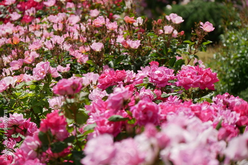 咲き乱れるピンクの薔薇