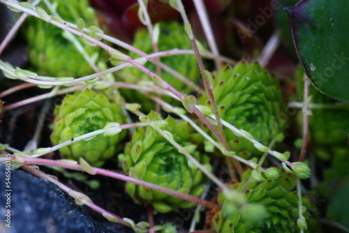 Rojnik orzęsiony octopodes Sempervivum ciliosum photo