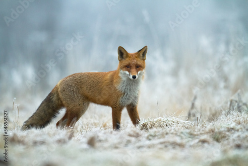 Fox Vulpes vulpes in autumn scenery, Poland Europe, animal walking among autumn, winter meadow 