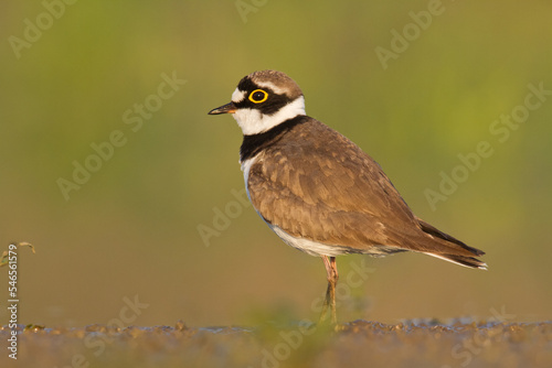 Bird Charadrius dubius, Little Ringed Plover on blurred background