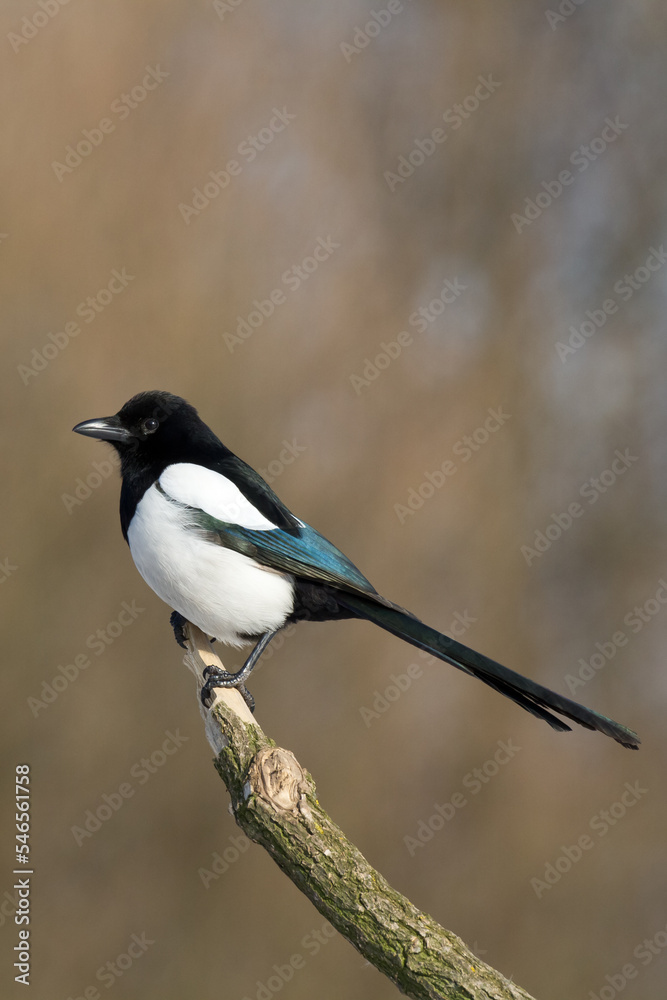 Obraz premium The Eurasian Magpie or Common Magpie or Pica pica on the branch with colorful background, winter time