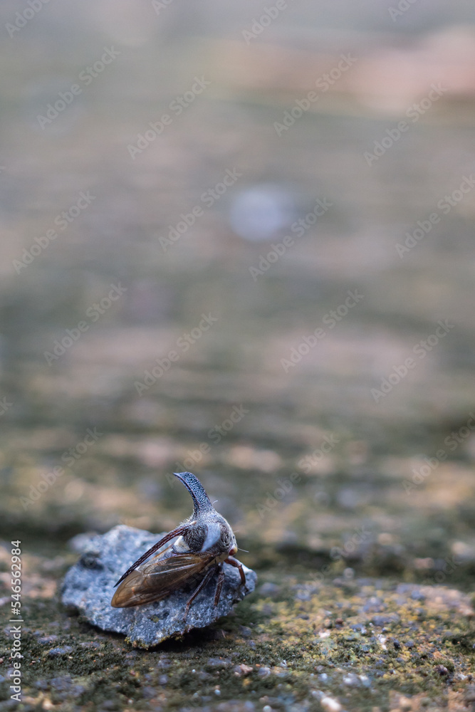 Centrotus cornutus is a species of leafhopper in the family Membracidae Centrotus cornutus is a species of leafhopper in the family Membracidae