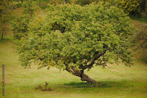 an old tree in the vineyard