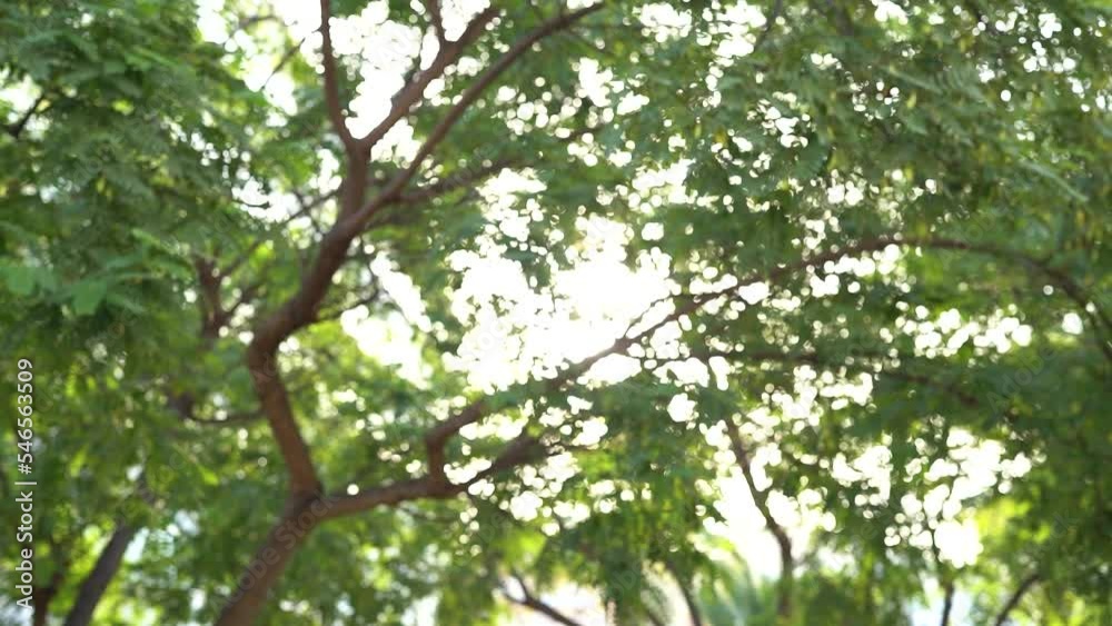 Blurred background of green leaves on a tree and sunshine Blurred background of green leaves on a tree and sunshine