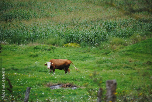 cow in a field