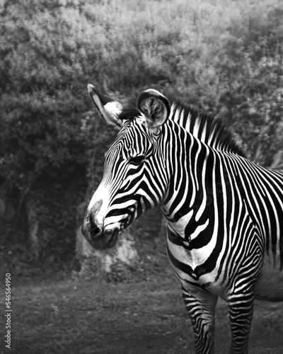 black and white zebra close up