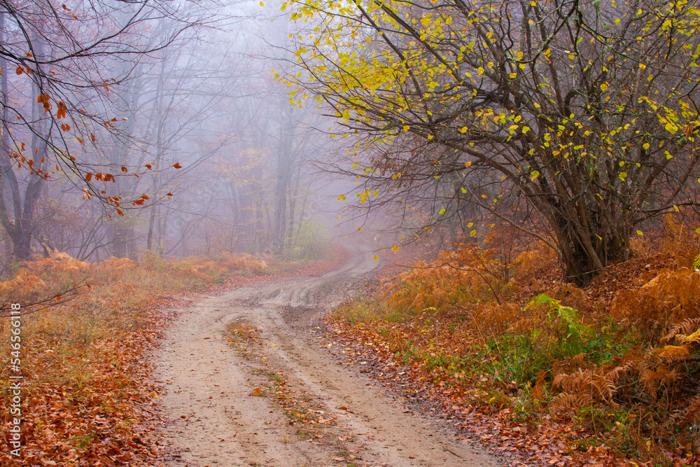 Foggy autumn beech forest road landscape 