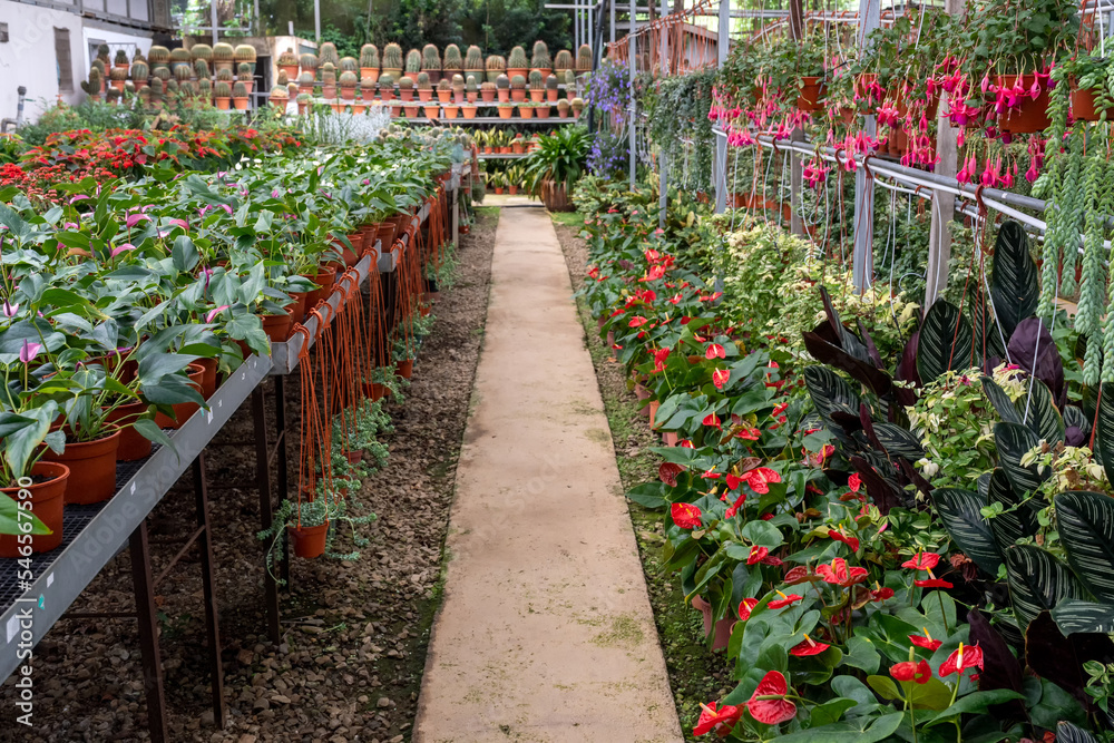 Plant nursery with variety of flowers Plant nursery with variety of flowers