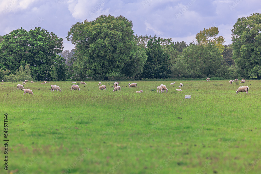 Fototapeta premium Lacock - May 29 2022: Sheep in the countryside in the old rural town of Lacock, England.