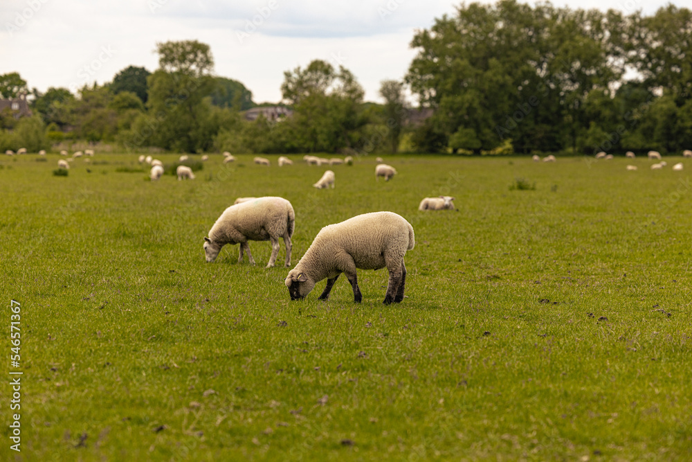 Lacock - May 29 2022: Sheep in the countryside in the old rural town of Lacock, England. Lacock - May 29 2022: Sheep in the countryside in the old rural town of Lacock, England.