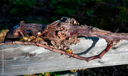 Slika na platnu gnarled vine stock shaped like the head of a monster in the light of the setting