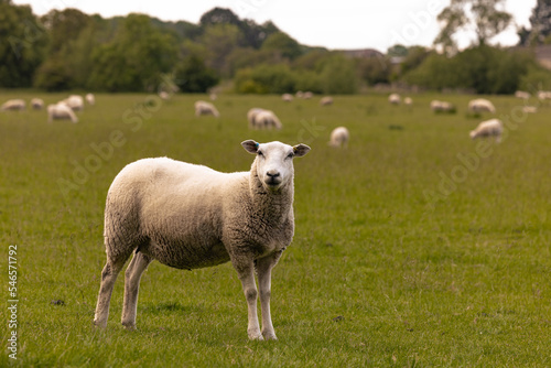 Lacock - May 29 2022: Sheep in the countryside in the old rural town of Lacock, England. photo