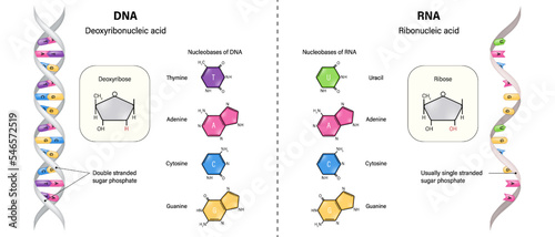 The difference between of DNA and RNA structure. Deoxyribonucleic acid and Ribonucleic acid. Thymine, Adenine, Cytosine, Guanine and Uracil. Deoxyribose and ribose. photo