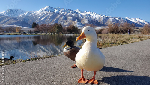 Duck family in Wellsville Reservoir, and Mount Mendon in the background, Utah photo