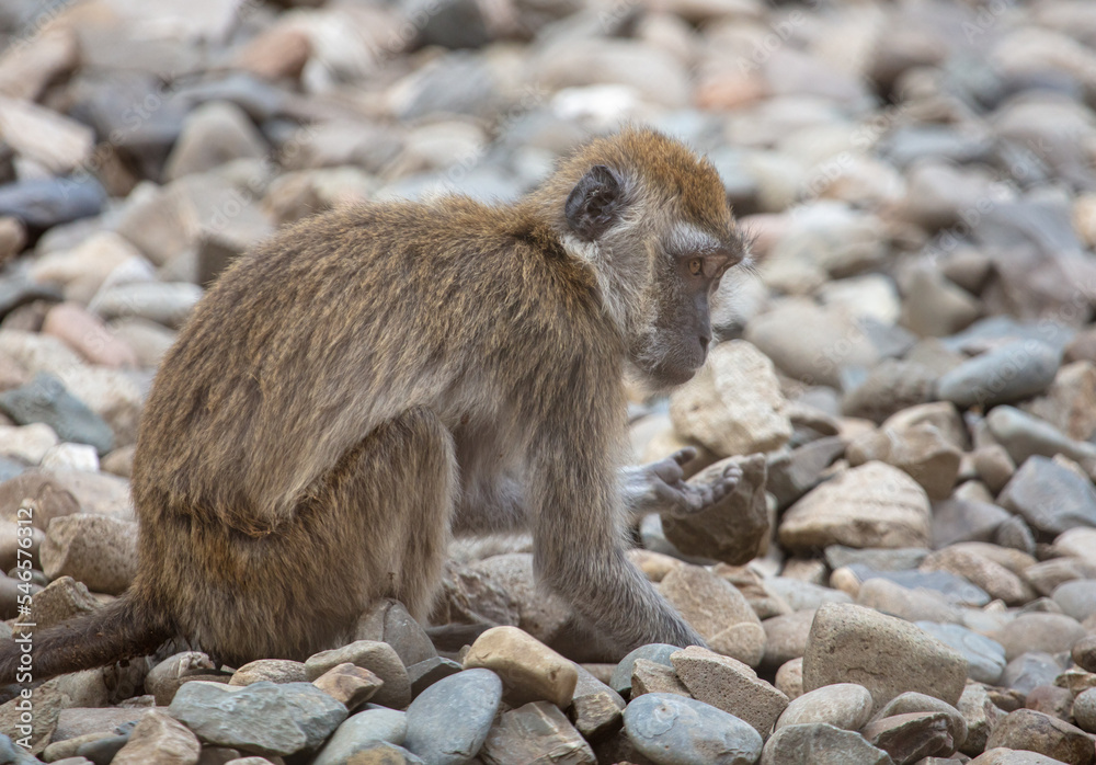 Monkey on the rocks in the park.