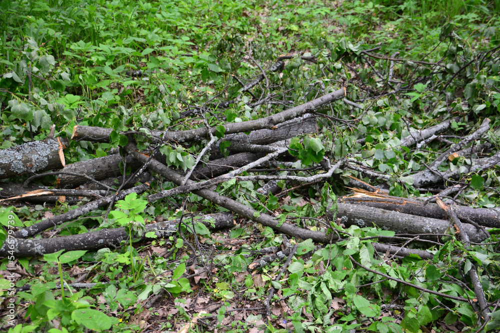 firewood in the forest isolated, close-up firewood in the forest isolated, close-up