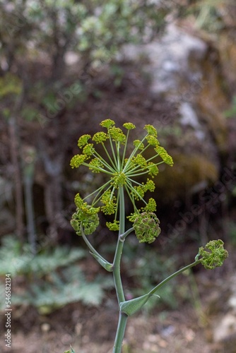 Vertical macro shot of a Ferula tingitana growing outdoors photo