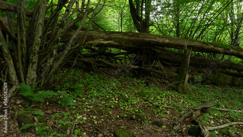 An old fallen tree covered with moss lies in a forest surrounded by shrubs. Sochi, Russia.