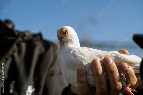 Photography Bird market in istanbul