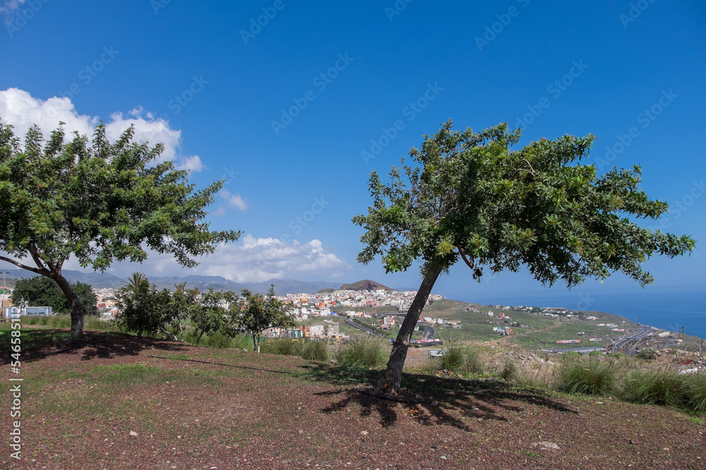 Fototapeta premium Árboles y vista del barrio de Taco en la isla de Tenerife, Canarias