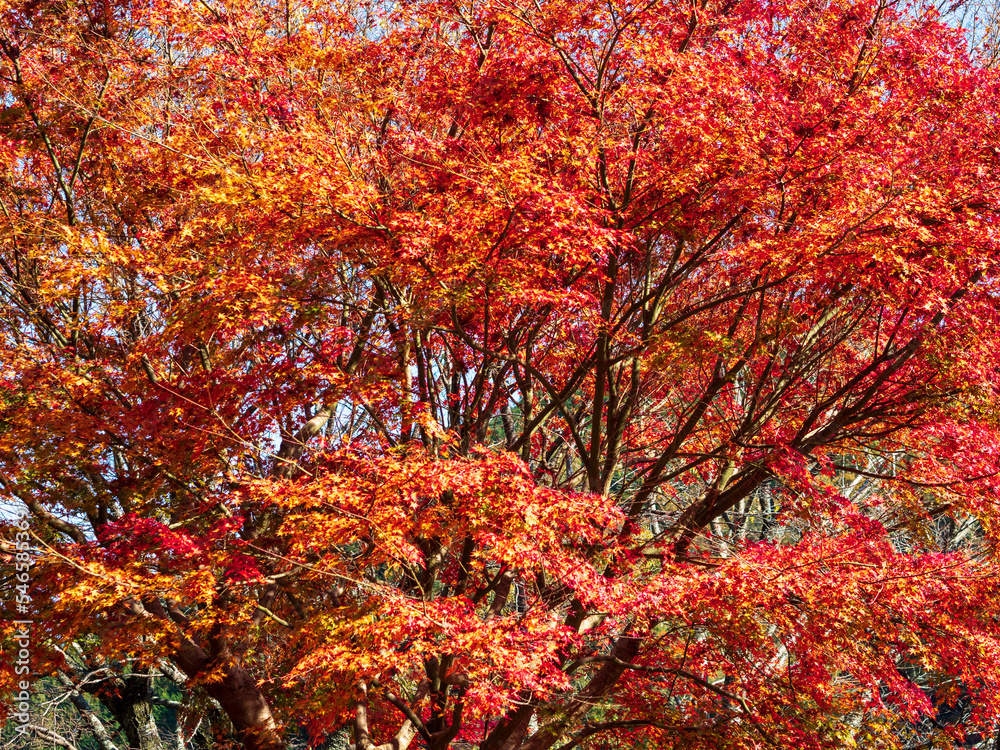 オレンジ色の楓の紅葉