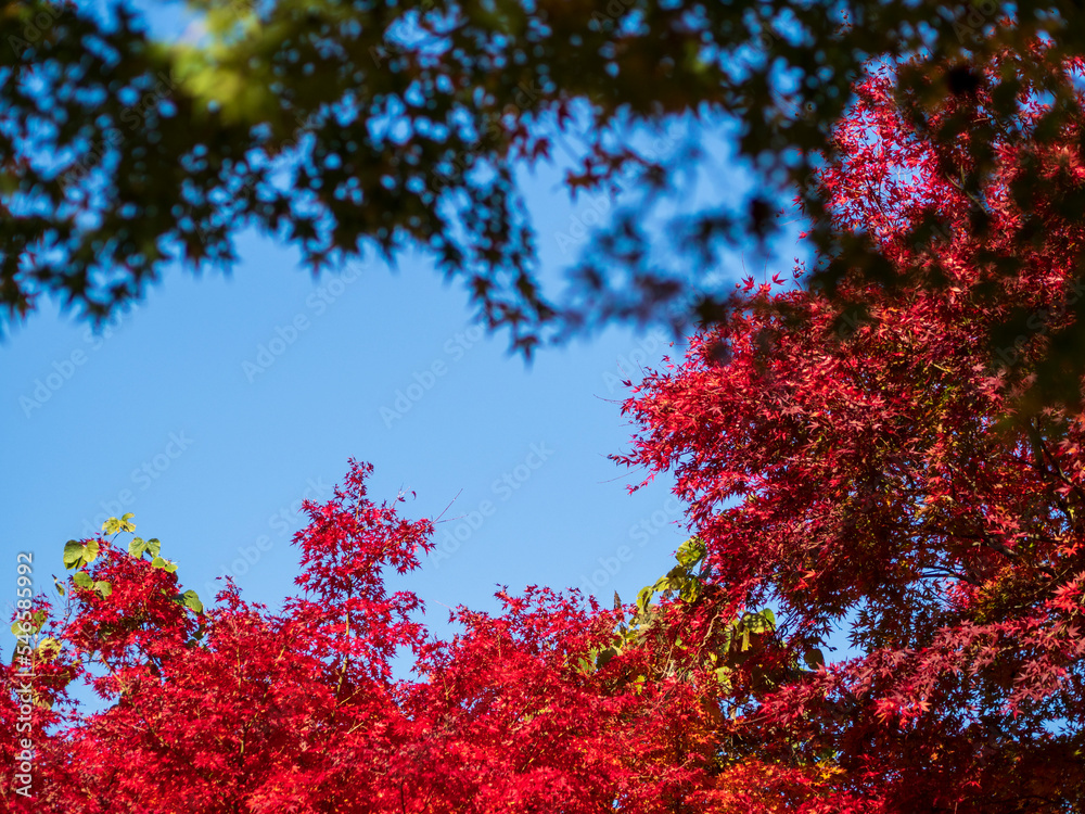 真っ赤な紅葉と青紅葉