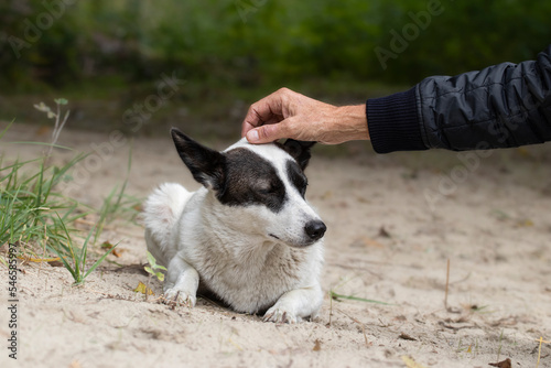 Photography Stray dog on the street